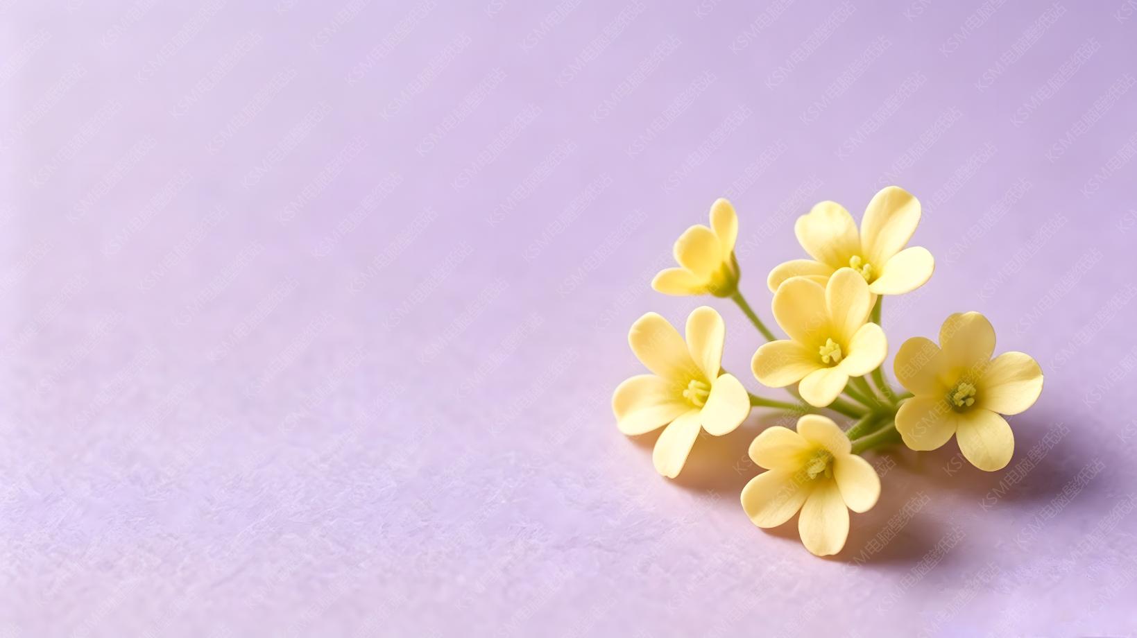 紫底黄花