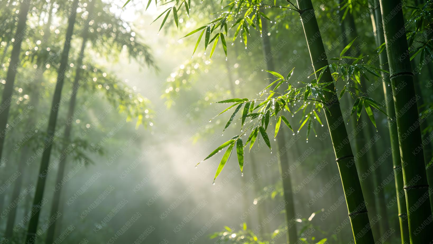 竹林晨光